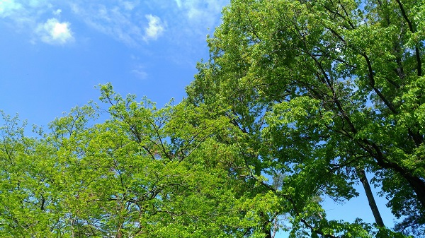 新緑の季節がやってきました 森のみち草 長野県大町のペンション