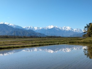 ④県道からの北アルプス